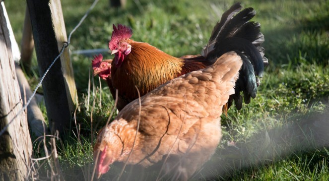 Prévention de l'influenza aviaire