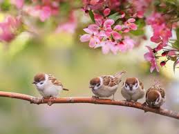 Lettre du printemps 2025